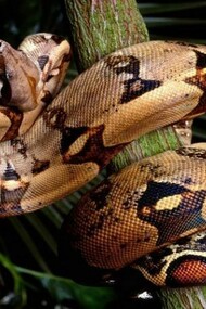 Il serpente come simbolo di guarigione