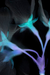 Yoishiro Nishimura, Fleur de Merisier. Scangramme, impression jet d'encre, 210×297 mm. Tirage limité à 30. Minnano Gallery, Tokyo. 