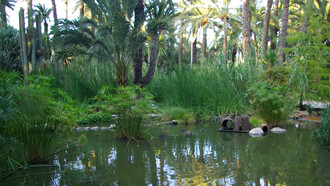 En Elche, la emperatriz visitó el “Huerto del Capellán Castaño”, un lugar cuidado con esmero y reconocido por su impresionante plantación de palmeras. Durante su recorrido, quedó fascinada por un ejemplar singular: una palmera con siete brazos, que surgían del mismo tronco. Elche, Alicante, España