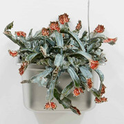 Gerrit Frohne-Brinkmann, Carnivores. Courtesy of Beige Gallery