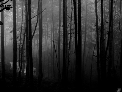 Misty forest landscape and stormy moors in a dark, romantic atmosphere