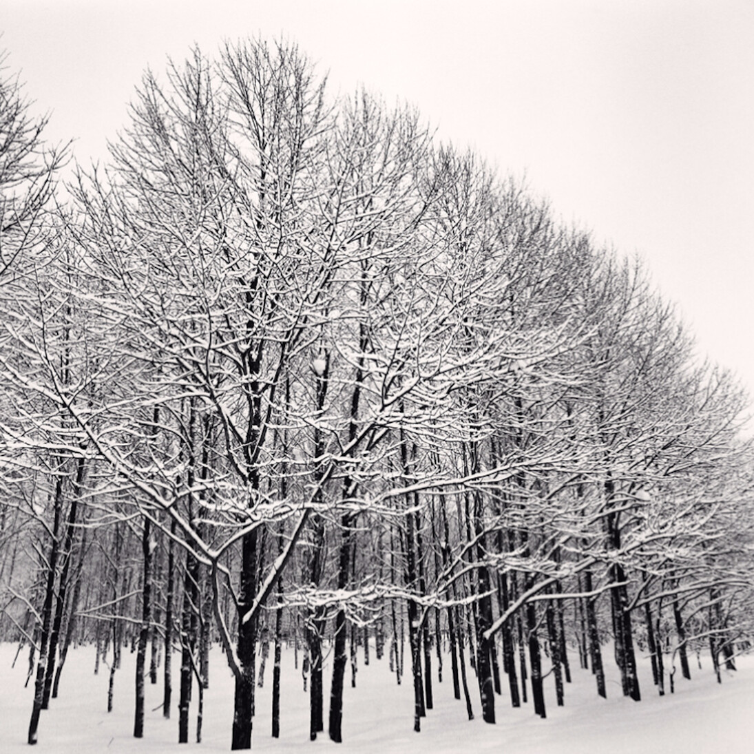 Michael Kenna, Forest Snow, Sakkuru-Otoineppu, Hokkaido, Japan, 2014. Courtesy of Robert Mann Gallery