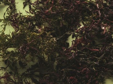 Alga Clorella, anche conosciuta come spirulina blu, uno degli ingredienti dei prodotti Eywa, ricchissima di vitamine