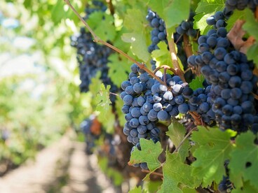 Em Bento Gonçalves, pequenas propriedades dividem espaço com grandes nomes, como Miolo, Casa Valduga, Aurora, Salton e Pizzato. Cada uma tem seu charme, sua história e, principalmente, seu jeito de receber o visitante