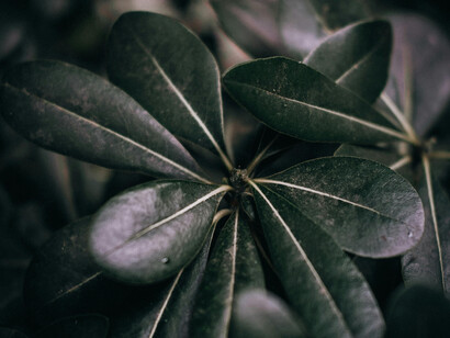 Entre la ley, la religión y el amor de los otros, queda a menudo silenciada la voz del paciente, que es quien habita ese cuerpo y quien, en última instancia, debería poder decidir cuándo el dolor ha vencido al sentido de seguir respirando