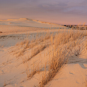 Jane Paradise, Winter sun on the dunes (Grasses) (detail), 2025. Courtesy of the Schoolhouse Gallery