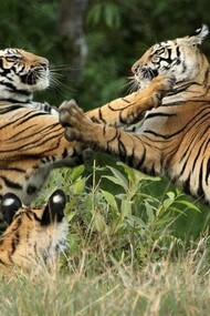 Two Warring Big Cats at Bandhavgarh