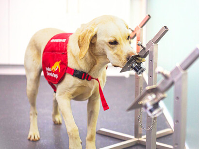 With a nose more powerful than any lab test, this dog might just be the future of disease detection