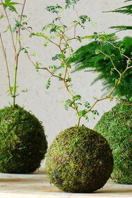 L’arte giapponese dei kokedama