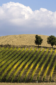Umbria, vineyard vine rows