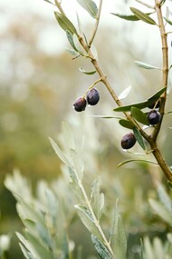 Cada oliveira é única, refletindo a arte e a tradição de cuidados passados através das gerações