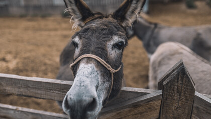 L’asino ha un'anima sensibilissima