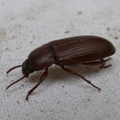 Tra queste, si sta valutando la possibilità di ottenere cibo da insetti come Tenebrio molitor, che potrebbe essere allevato in microgravità grazie al suo ciclo vitale relativamente semplice