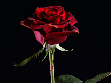 The red rose is a common gift exchanged between those who feel desire towards one another