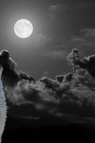 Il richiamo della foresta