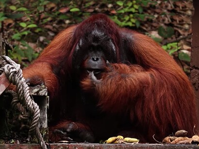 Nelle fitte foreste del Borneo malese vivono gli oranghi, creature intelligenti e maestose che simboleggiano la ricchezza naturale del Paese
