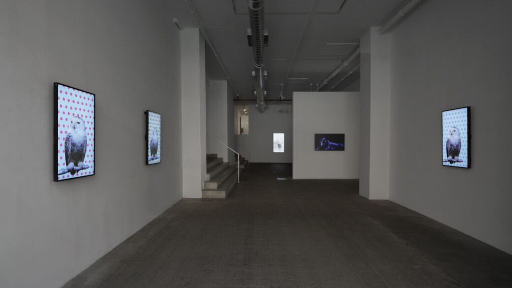 Robert Wilson, Animals, exhibition view. Courtesy of Winston Wächter Fine Art