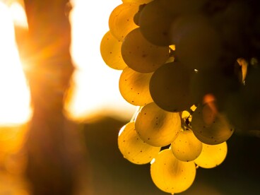 Sauvignon. In Friuli raggiunge vette di purezza e nitidezza aromatica, con note vegetali e agrumate bilanciate da una marcata mineralità
