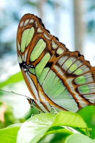 La globalizzazione ha obliterato la nostra mente e non vediamo più la natura come parte di noi stessi