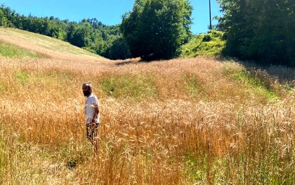 Il pane fatto con grani antichi italiani valorizza varietà locali che richiedono meno fertilizzanti chimici, proteggendo la biodiversità e riducendo l’impronta ambientale