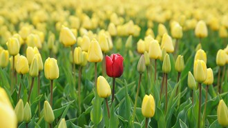 The courage to become: embrace your authentic self and cultivate what only you can provide