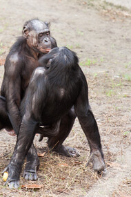 Bonobos