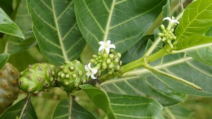 Once known mainly for its use in traditional remedies, the noni plant is now under scientific scrutiny for its antimicrobial potential