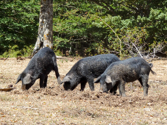 Il suino nero dei Nebrodi, copyright Christophe Pinard
