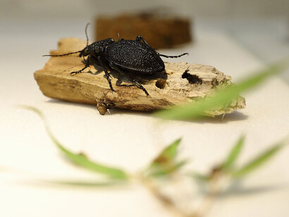 Climate change in Styria, exhibition view. Courtesy of Natural History Museum