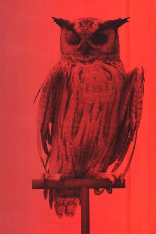 Ann Lislegaard, Oracles, owls. Courtesy of Nikolaj Kunsthal 