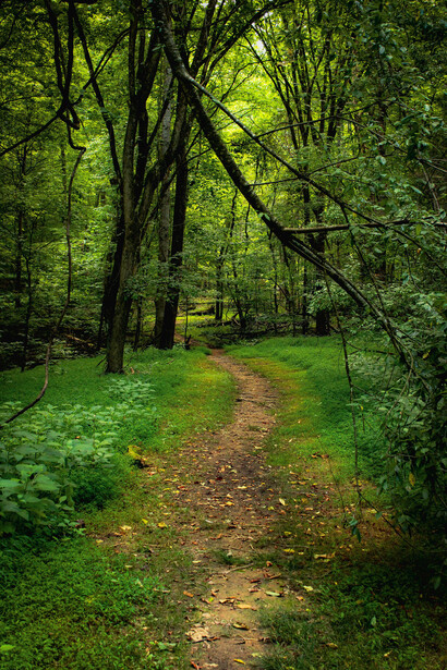 A hiking path that is well-worn but natural, bordered by low plants and leafy undergrowth on both sides