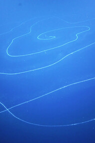 Sifonoforo gigante Apolemia registrato al largo della costa di Nigaloo nell’Australia occidentale

