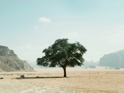 Even in a barren landscape, life insists on its presence—just as the self seeks meaning beyond frustration