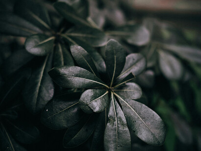 La eutanasia plantea un dilema ético profundo: no se trata de elegir la muerte, sino de rechazar la prolongación artificial de una existencia que ya no puede ser vivida como humana