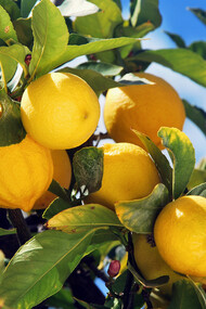 Profumatissimi limoni