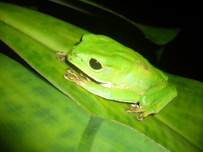  La Reserva de la Biosfera del Manu es un extenso parque nacional en el sureste de Perú, que abarca la sierra andina, el bosque nuboso y la selva baja. Phyllomedusa camba, Parque Nacional de Manu, Peru
