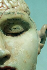 Riproduzione di viso e cervello umani: "Il cervello umano è un organo complesso, misterioso e sorprendente. Si è evoluto insieme al corpo in un processo interconnesso che ha portato la specie umana da Homo Habilis a Homo Sapiens"