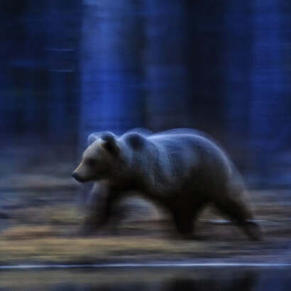 Mirko Sotgiu, Pannello 7, Orso  