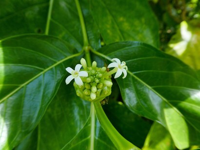 Morinda citrifolia, long used in traditional medicine, is now being studied for its potential role in fighting antibiotic-resistant bacteria