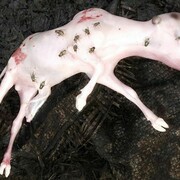 Alex Van Gelder, Meat Portrait #026, 2012, © Alex Van Gelder. Courtesy the artist and Hauser & Wirth