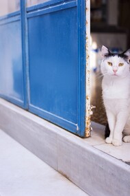 Case bianche e gatti in una isola greca