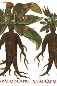 Codex Neapolitanus, Mandragora con tracciato.