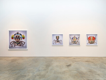 María Fernanda Cardoso, Maratus: spiders of paradise, exhibition view. Courtesy of Sicardi | Ayers | Bacino