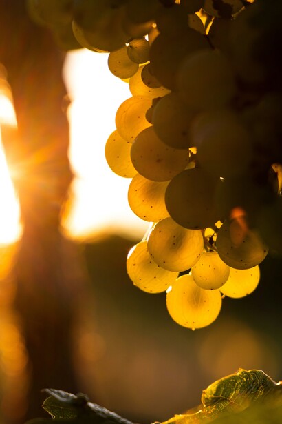 Sauvignon. In Friuli raggiunge vette di purezza e nitidezza aromatica, con note vegetali e agrumate bilanciate da una marcata mineralità