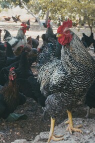 Galinheiro. Às vezes passo horas pastoreando as galinhas aqui na quinta. Me divirto ao vê-las ciscando o chão enquanto o Reiki se finge de bravo, como se fosse um cão de guarda a serviço do mundo