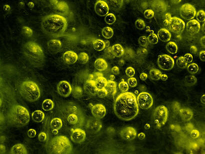 Sebastian Frölich, Vanishing pond (Stagno che scompare) (dettagli), vincitore categoria “Zone umide - la visione d’insieme”. Per gentile concessione del Museo della Permanente