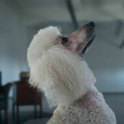 Maya Zack, Still from the video Black and White Rule,  2011 one channel HD video, duration:17:45 min