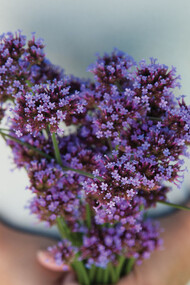 Essenze di primavera