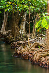 Mangroves and their role to ecology 