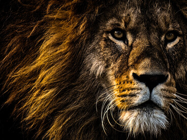 Un lion dans toute sa splendeur, regardant la caméra